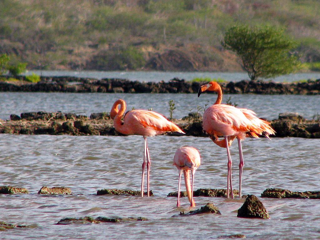 Apartament Flamingo Park Curacao Willibrordus Zewnętrze zdjęcie